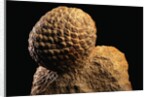 Fossilized Pine Cone by Anonymous