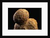 Fossilized Pine Cone by Anonymous