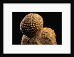 Fossilized Pine Cone by Anonymous
