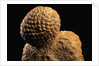 Fossilized Pine Cone by Anonymous