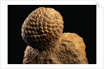 Fossilized Pine Cone by Anonymous