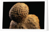 Fossilized Pine Cone by Anonymous