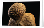 Fossilized Pine Cone by Anonymous