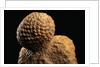 Fossilized Pine Cone by Anonymous