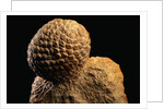 Fossilized Pine Cone by Anonymous