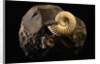 Early Cretaceous Period Fossil by Anonymous