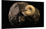Early Cretaceous Period Fossil by Anonymous