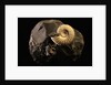 Early Cretaceous Period Fossil by Anonymous
