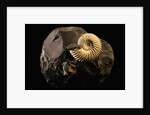 Early Cretaceous Period Fossil by Anonymous