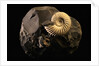 Early Cretaceous Period Fossil by Anonymous