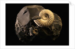 Early Cretaceous Period Fossil by Anonymous