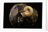 Early Cretaceous Period Fossil by Anonymous