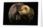 Early Cretaceous Period Fossil by Anonymous