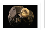 Early Cretaceous Period Fossil by Anonymous
