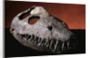 Fossil Crocodile Skull by Anonymous