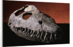 Fossil Crocodile Skull by Anonymous