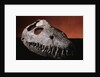 Fossil Crocodile Skull by Anonymous