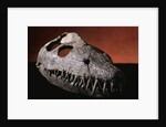 Fossil Crocodile Skull by Anonymous