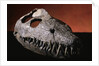Fossil Crocodile Skull by Anonymous