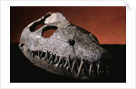 Fossil Crocodile Skull by Anonymous
