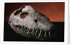 Fossil Crocodile Skull by Anonymous