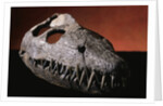 Fossil Crocodile Skull by Anonymous