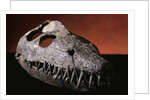 Fossil Crocodile Skull by Anonymous