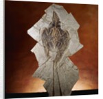 Fossil Bird by Anonymous