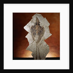 Fossil Bird by Anonymous