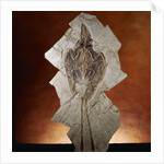 Fossil Bird by Anonymous