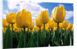 Yellow Tulips by Anonymous
