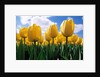 Yellow Tulips by Anonymous