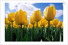 Yellow Tulips by Anonymous