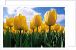 Yellow Tulips by Anonymous