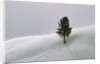 Lone Lodgepole Pine in the Snow by Anonymous