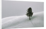 Lone Lodgepole Pine in the Snow by Anonymous
