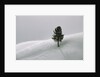 Lone Lodgepole Pine in the Snow by Anonymous