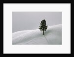 Lone Lodgepole Pine in the Snow by Anonymous