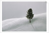 Lone Lodgepole Pine in the Snow by Anonymous
