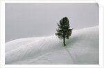 Lone Lodgepole Pine in the Snow by Anonymous