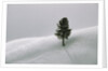 Lone Lodgepole Pine in the Snow by Anonymous