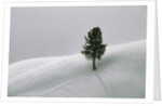 Lone Lodgepole Pine in the Snow by Anonymous