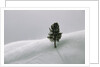 Lone Lodgepole Pine in the Snow by Anonymous