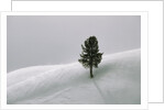 Lone Lodgepole Pine in the Snow by Anonymous