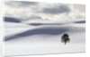 Lodgepole Pine in Snow by Anonymous