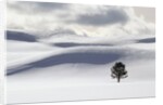 Lodgepole Pine in Snow by Anonymous