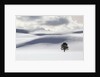 Lodgepole Pine in Snow by Anonymous