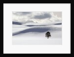 Lodgepole Pine in Snow by Anonymous
