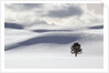 Lodgepole Pine in Snow by Anonymous