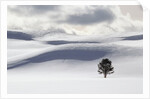 Lodgepole Pine in Snow by Anonymous